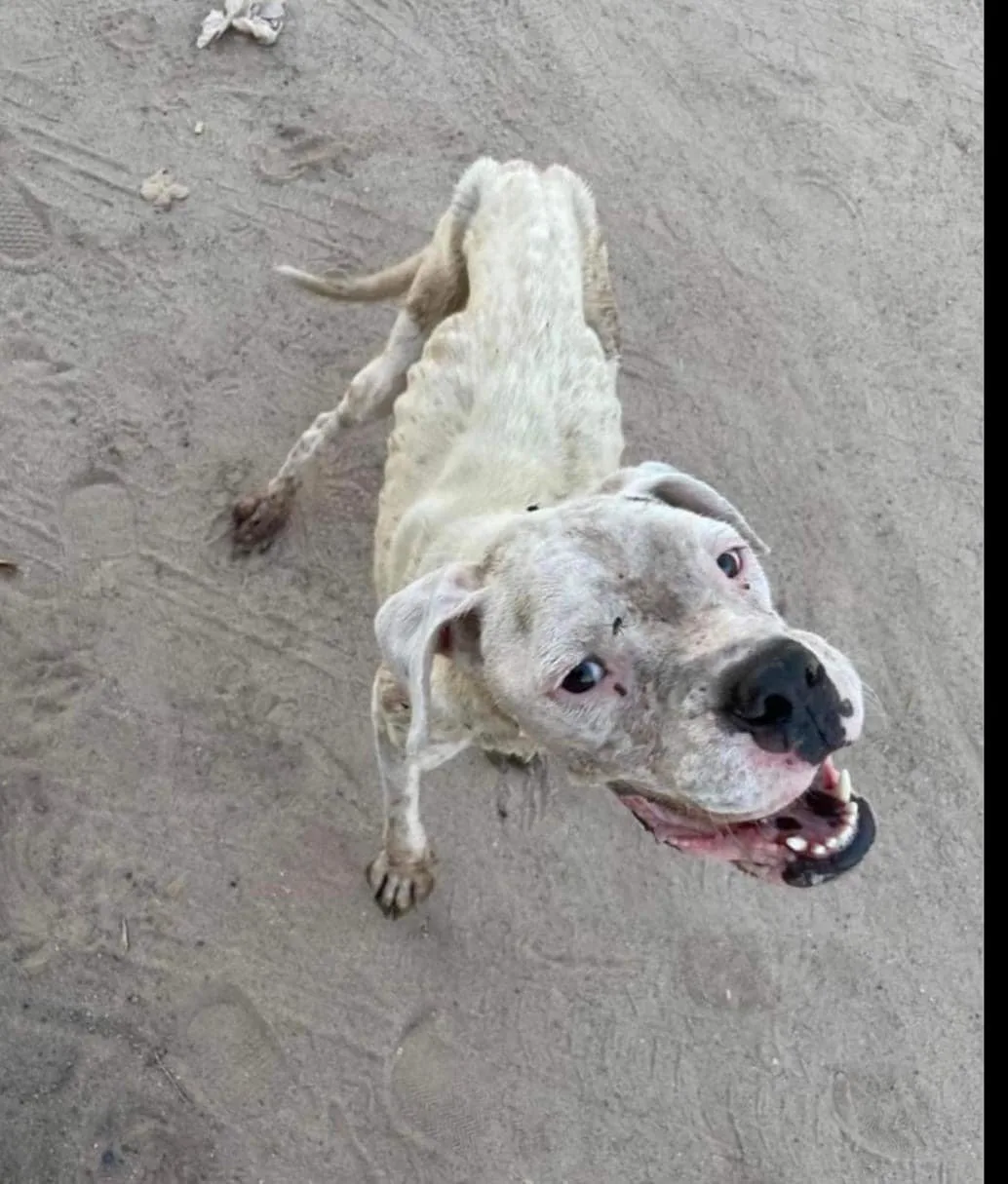 Chance, a white pit bull mix, emaciated when rescued from the streets of Yuma — now thriving in his forever home